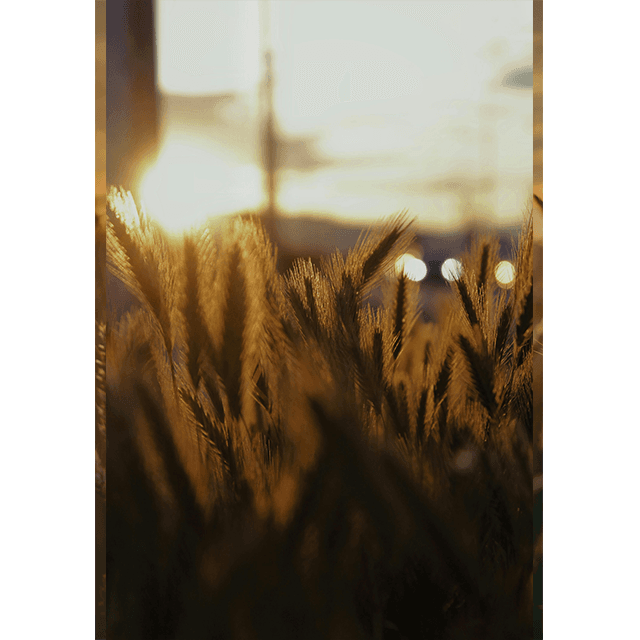 Tablouri Decorative Grain 4 Tablouri Decorative Grain - imagine 4