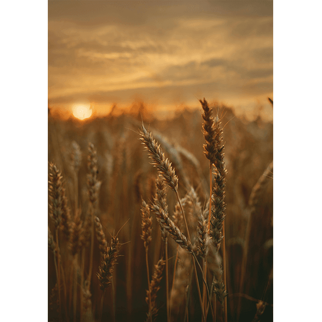 Tablouri Decorative Grain 2 Tablouri Decorative Grain - imagine 2