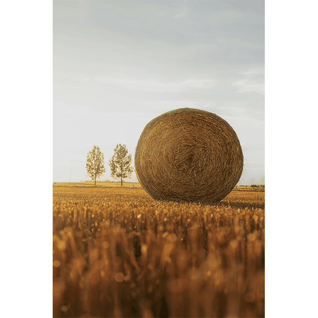 Tablouri Decorative Grain 3 Tablouri Decorative Grain - imagine 3