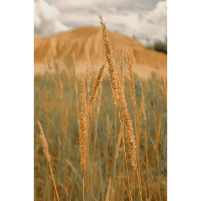Tablouri Decorative Wheat 4 Tablouri Decorative Wheat - imagine 4