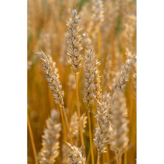 Tablouri Decorative Wheat 2 Tablouri Decorative Wheat - imagine 2